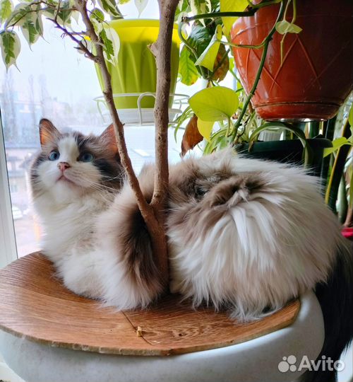 Рэгдолл девочка