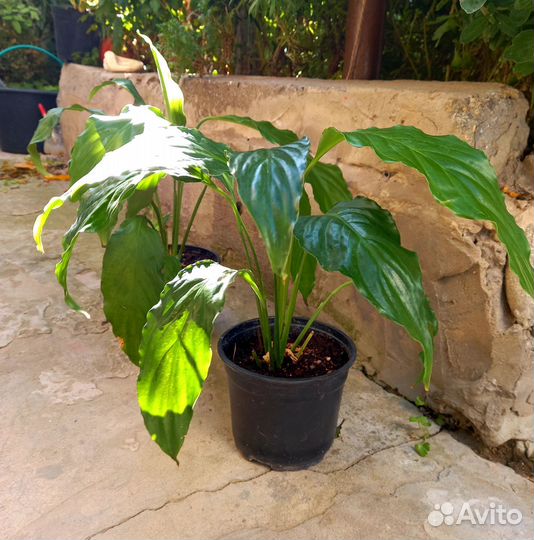 Спатифиллум