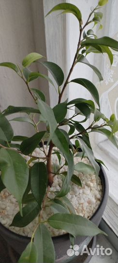Комнатные цветы(Фикус и Мирт)