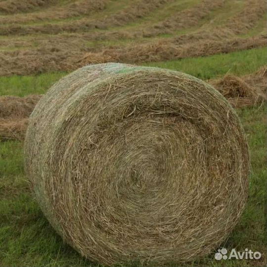 Конский навоз