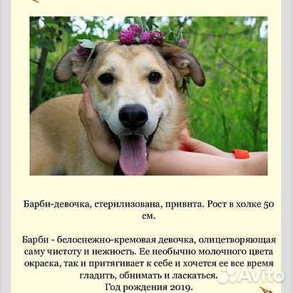 Собака в добрые руки