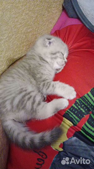 Шотландская вислоухая кошка