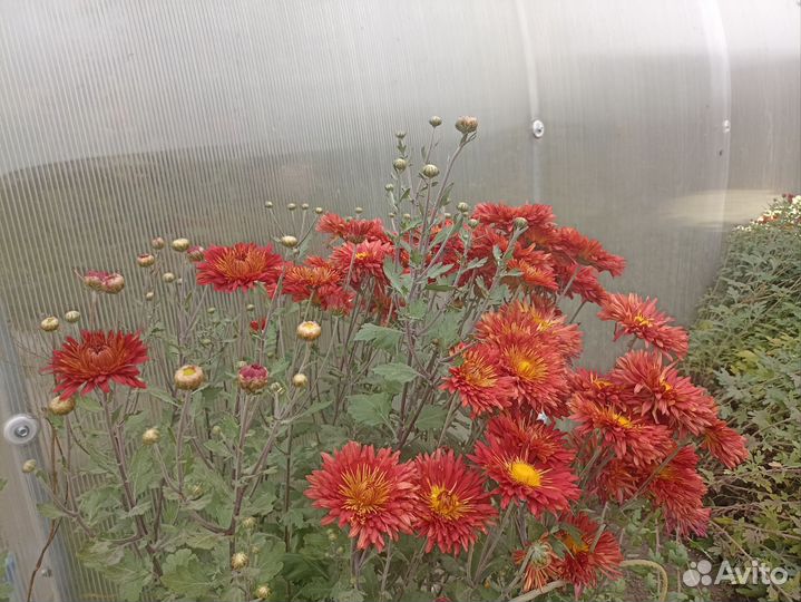 Хризантемы мультифлора