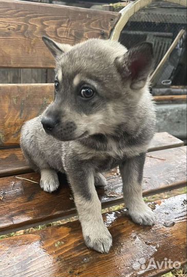 Малыши ищут хозяев