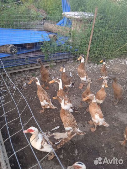 Индийский бегунок