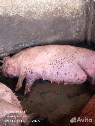 Продам супоросную свиноматку