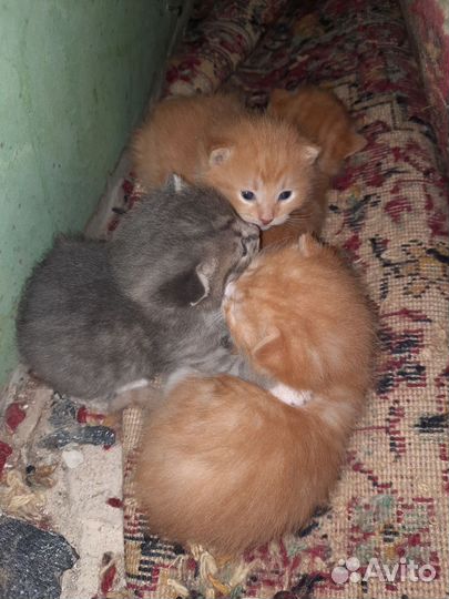 4 ласковых котёнка