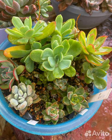 Суккуленты