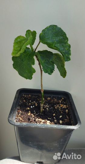 Гибискус Moorea DOA