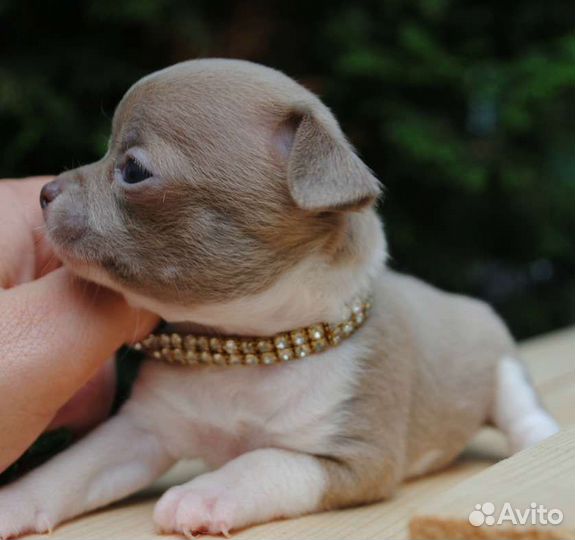 Чихуахуа девчонки и мальчишки