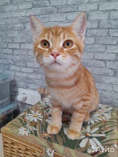 Котик в добрые руки