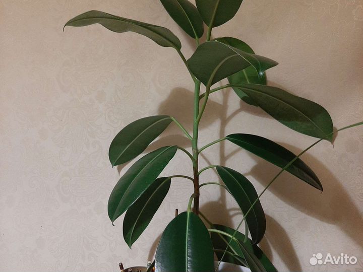 Фикус.комнатное растение