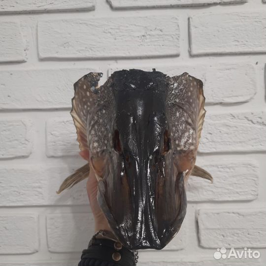 Чучело головы щуки