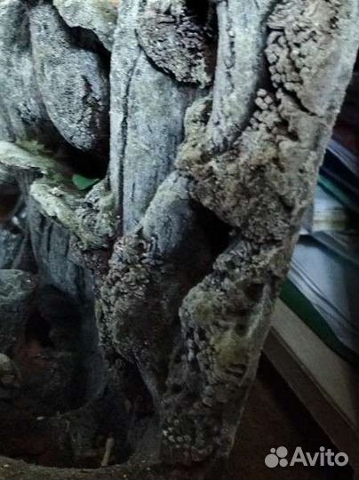 Кораллы для аквариума