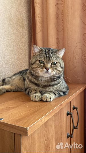 Шотландский кот