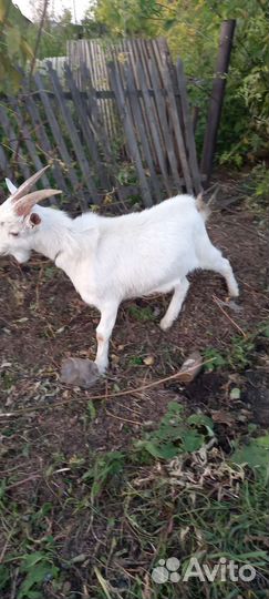 Козлик и козочки от дойной козы