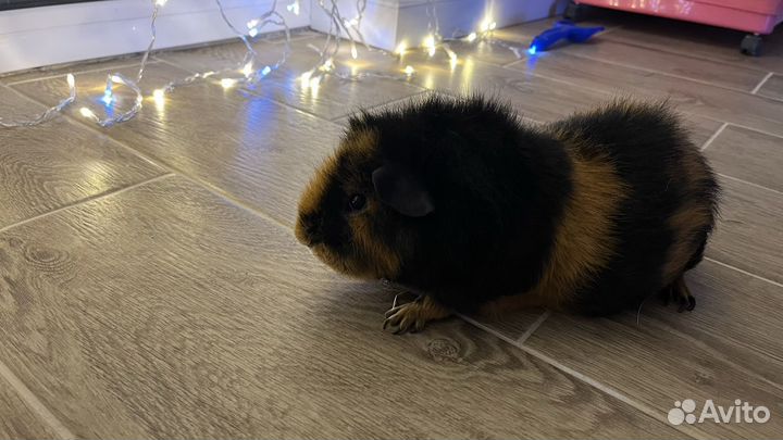 Морские свинки