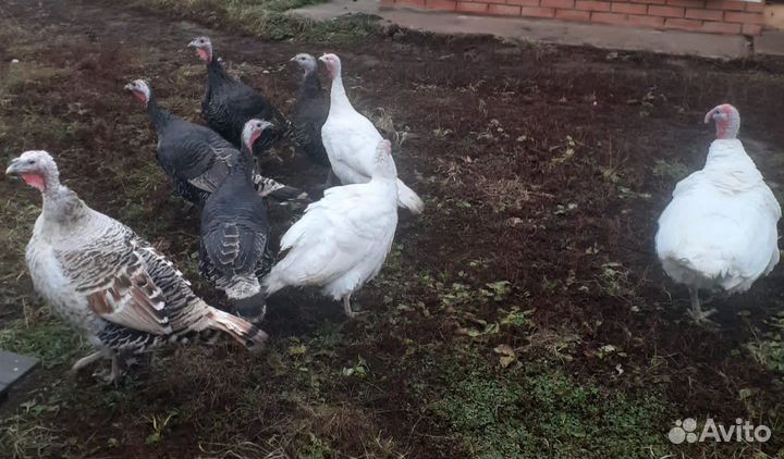 Индюки бронза и белые