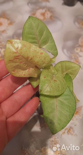 Сингониумы сортовые