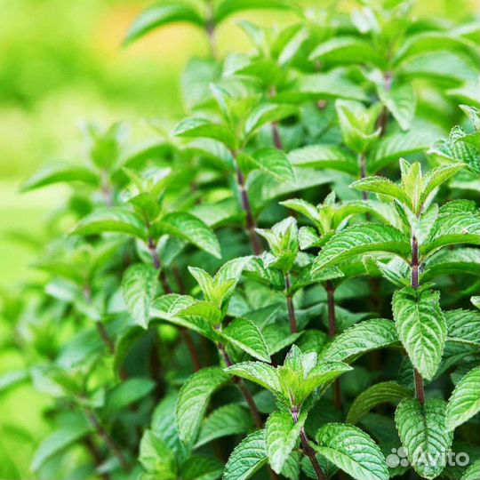 Мята сушеная