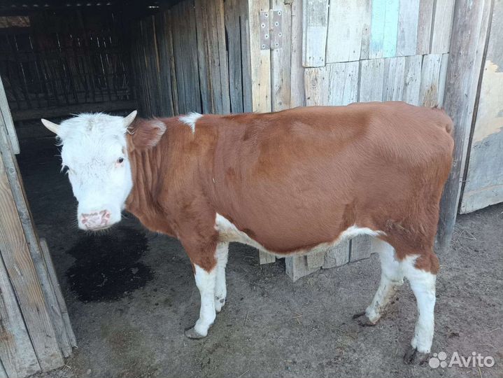 Тёлка 10 месяцев