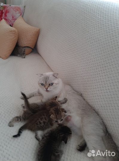 Котятки в добрые руки