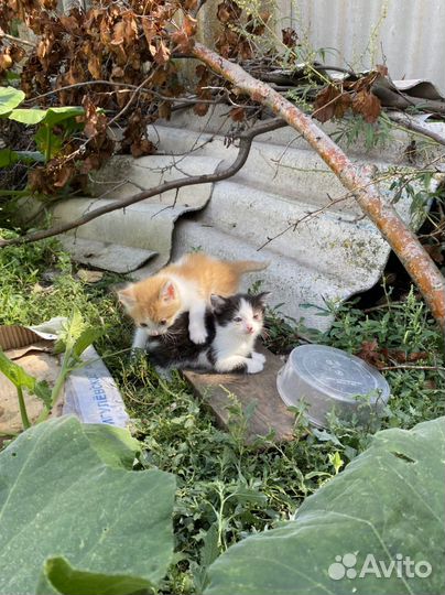 Котята в добрые руки бесплатно