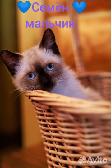 Котенок мальчик в лучшие ручки