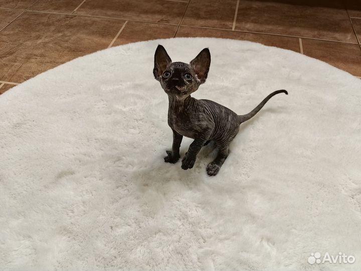 Котята Канадский сфинкс (3 девочки и мальчик)