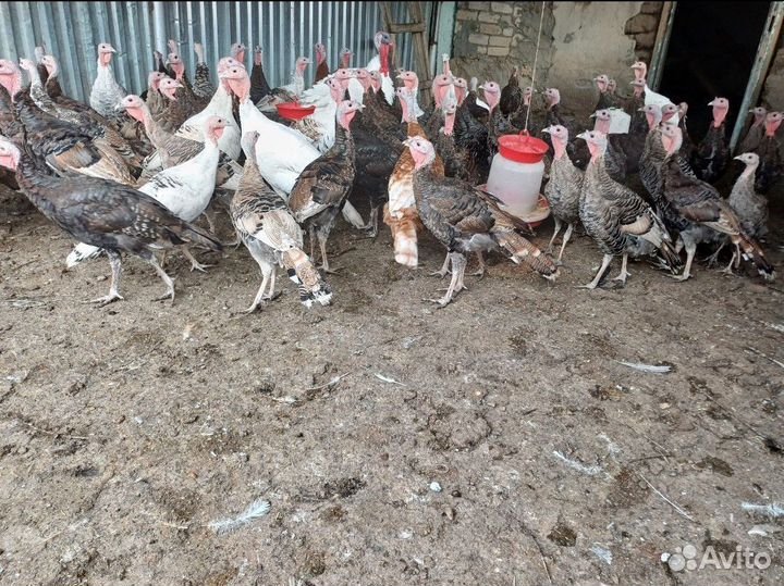 Домашние степные индюки