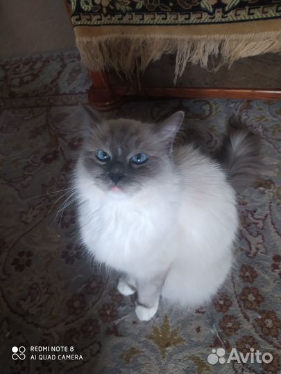 Продаю котят ragdoll