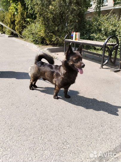 Маленькая собака в добрые руки