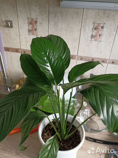 Спатифиллум