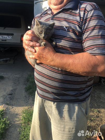 Кошечка ищет дом