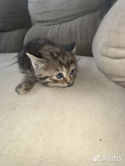 Отдаем котят в добрые руки