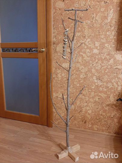 Корелла попугай