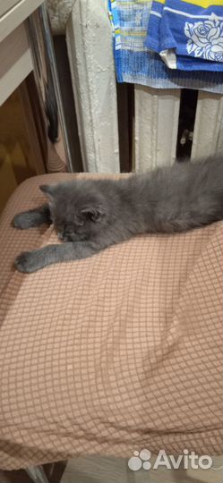 Кошка серая