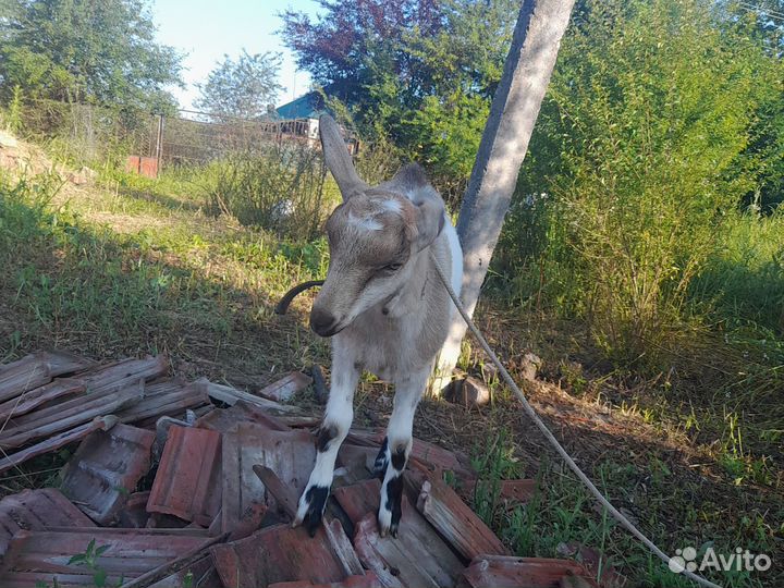 Продаются козачка