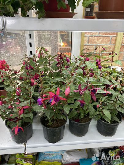 Комнатные цветы фуксия