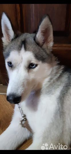 Сибирский хаски