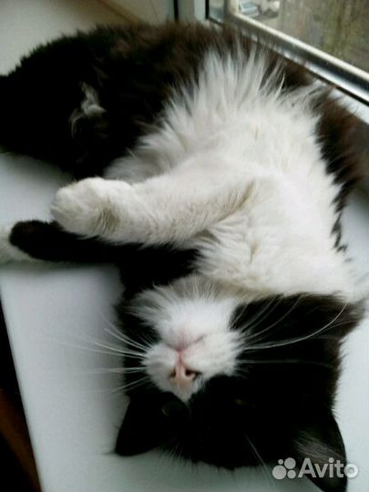 Кошечка, 7 месяцев