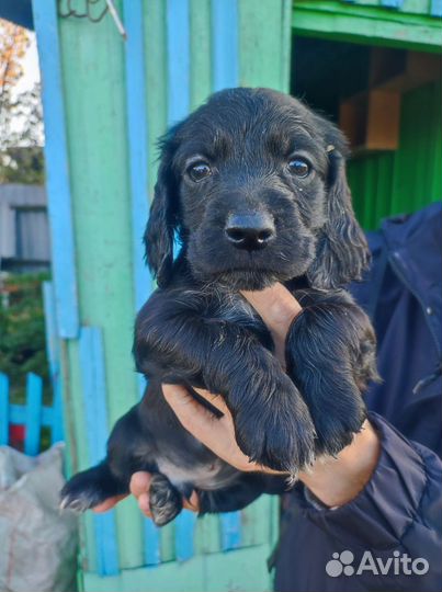 Русский охотничий спаниель щенки