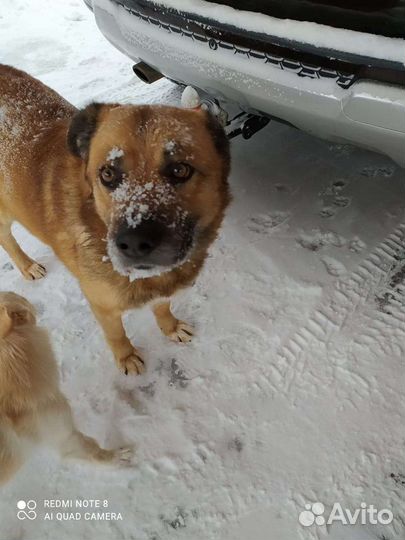 Вязка собака