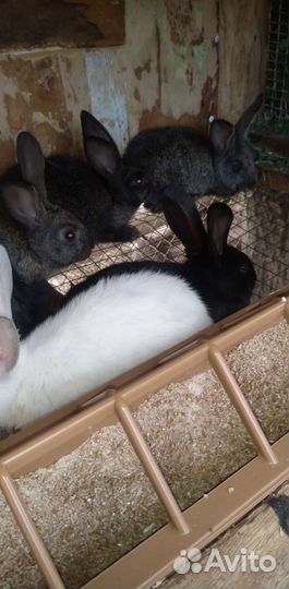 Прадаю кроликов есть самки и самцы