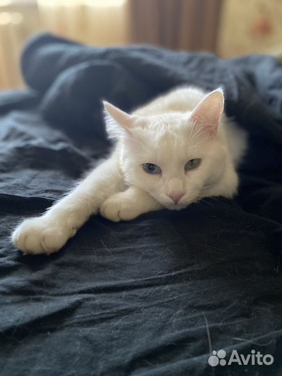 Котик в добрые руки