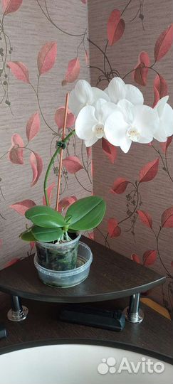 Дендробиум фаленопсис
