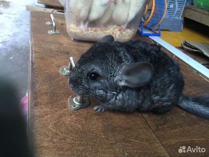 Шиншилла цвет Чёрный бархат,стандарт и пастель