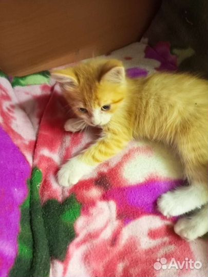 Котята в добрые руки мальчики