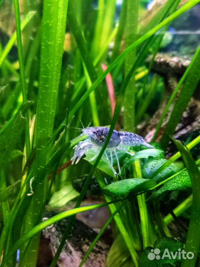 Аквариумные раки