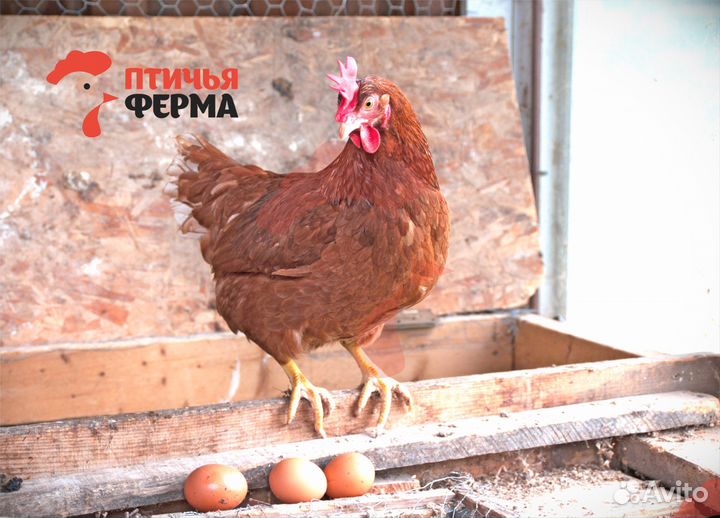 Куры несушки